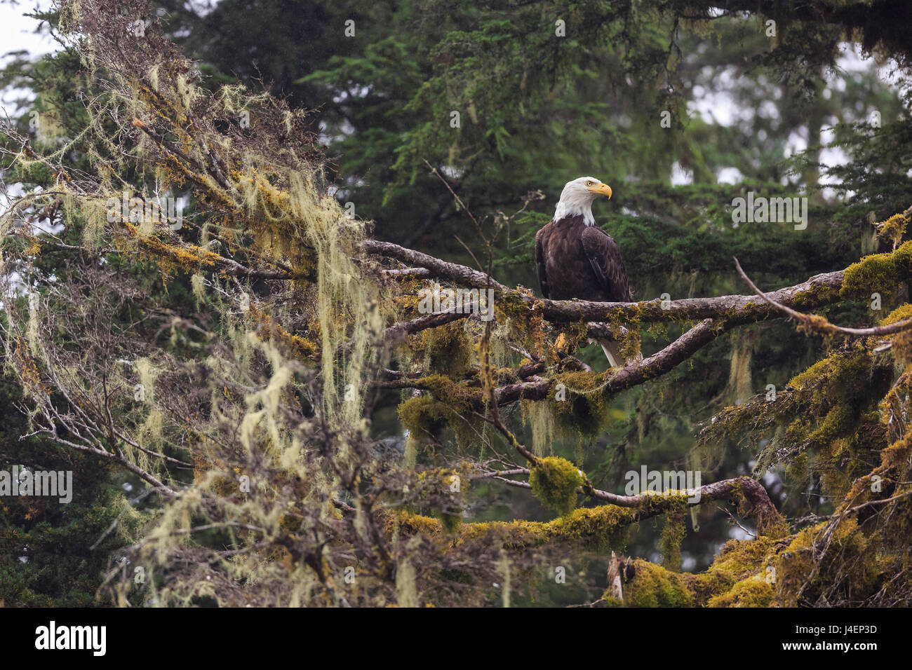 Bald eagle (Haliaeetus leucocephalus), Chugach National Forest, Alaska, United States of America, North America Stock Photo