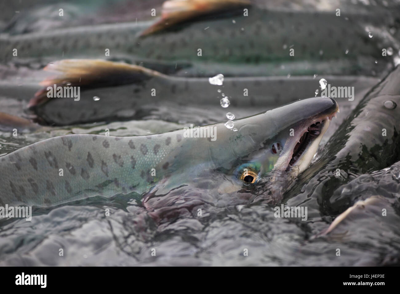 Pink salmon (Oncorhynchus gorbuscha), spawning season, Port Valdez, Alaska, United States of America, North America Stock Photo