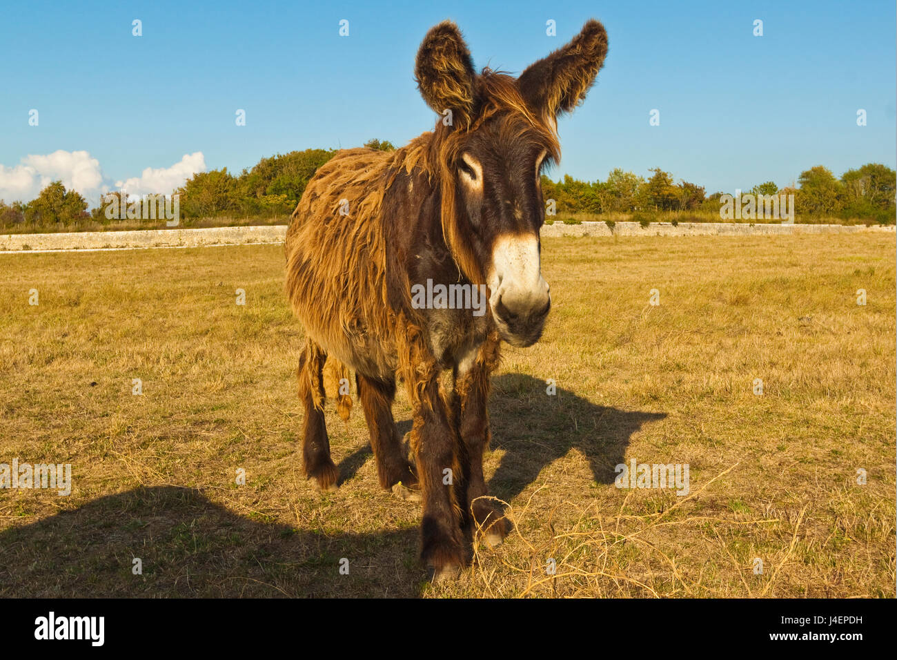 Woolly donkeys, a rare type (Baudet du Poitou) once used to carry salt, St. Martin de Re, Ile de Re, Charente-Maritime, France Stock Photo