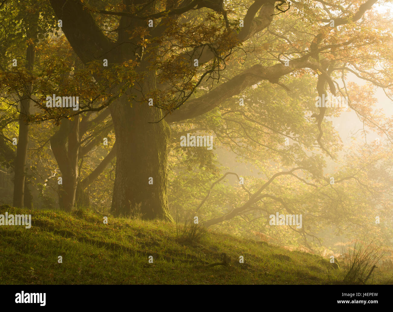 Early morning sunlight on the autumnal trees at Park Brow, Cumbria, England, United Kingdom, Europe Stock Photo
