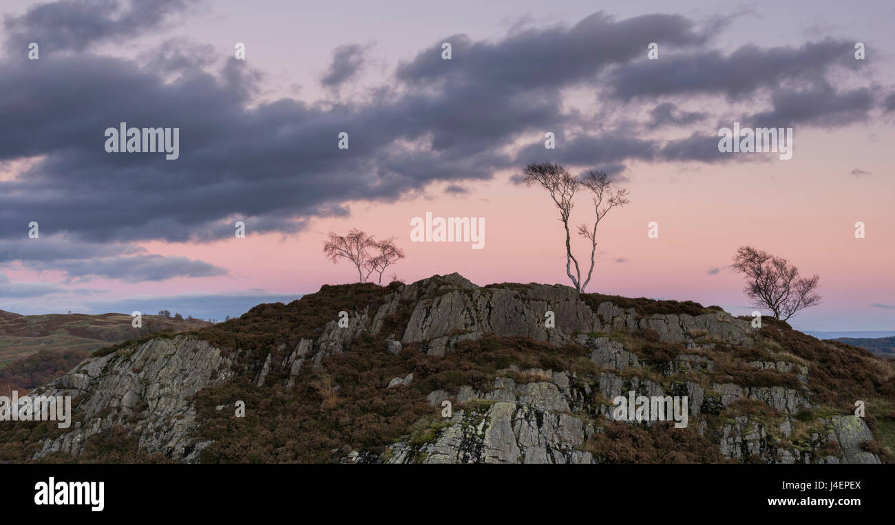 Skeletal trees atop crags at twilight at Holme Fell, Lake District National Park, Cumbria, England, United Kingdom, Europe Stock Photo
