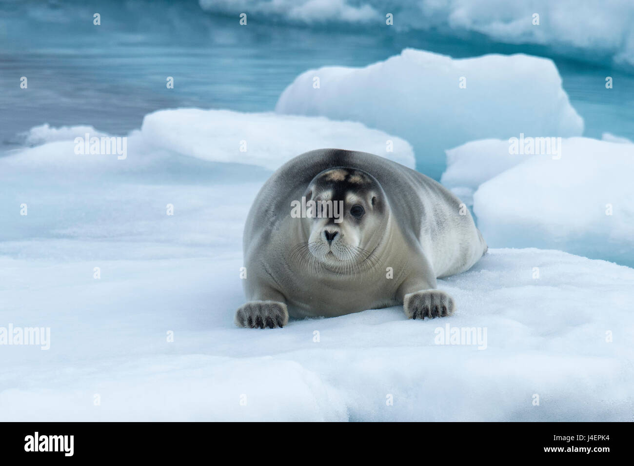 Bearded Seal (Erignathus barbatus) laying on pack ice, Spitsbergen Island, Svalbard Archipelago, Arctic, Norway, Scandinavia Stock Photo