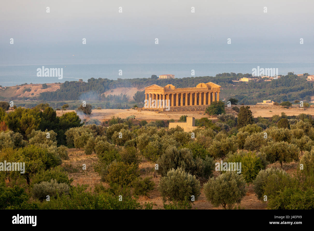 The olive grove frames the Temple of Concordia, an ancient Greek temple in the Valle dei Templi, UNESCO, Agrigento, Italy Stock Photo