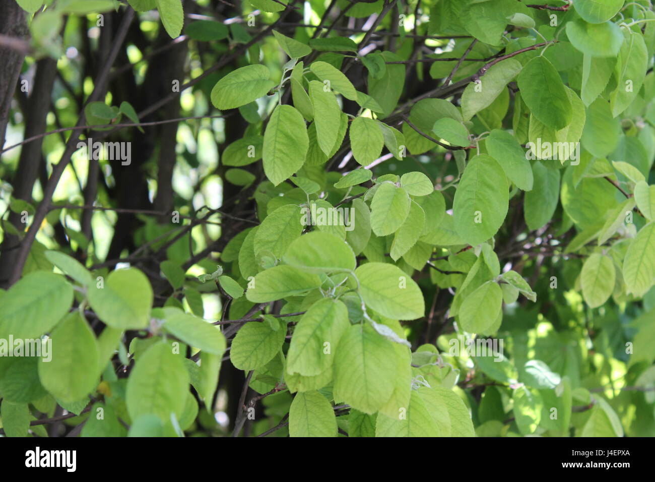 Closeup nature view of green leaf in garden at summer under sunlight ...