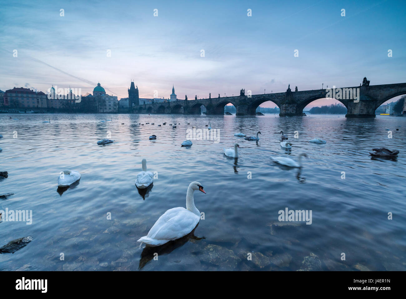 White swans on the Vltava River and the historical Charles Bridge at sunrise, UNESCO World Heritage Site, Prague, Czech Republic Stock Photo