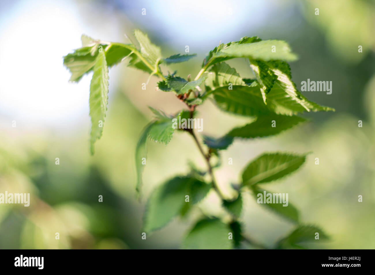 Closeup nature view of green leaf in garden at summer under sunlight ...