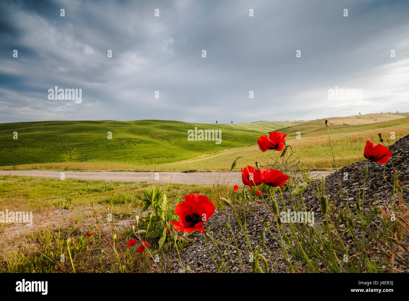 Red flowers and clouds frame the gentle green hills of Val d'Orcia, UNESCO, Province of Siena, Tuscany, Italy Stock Photo