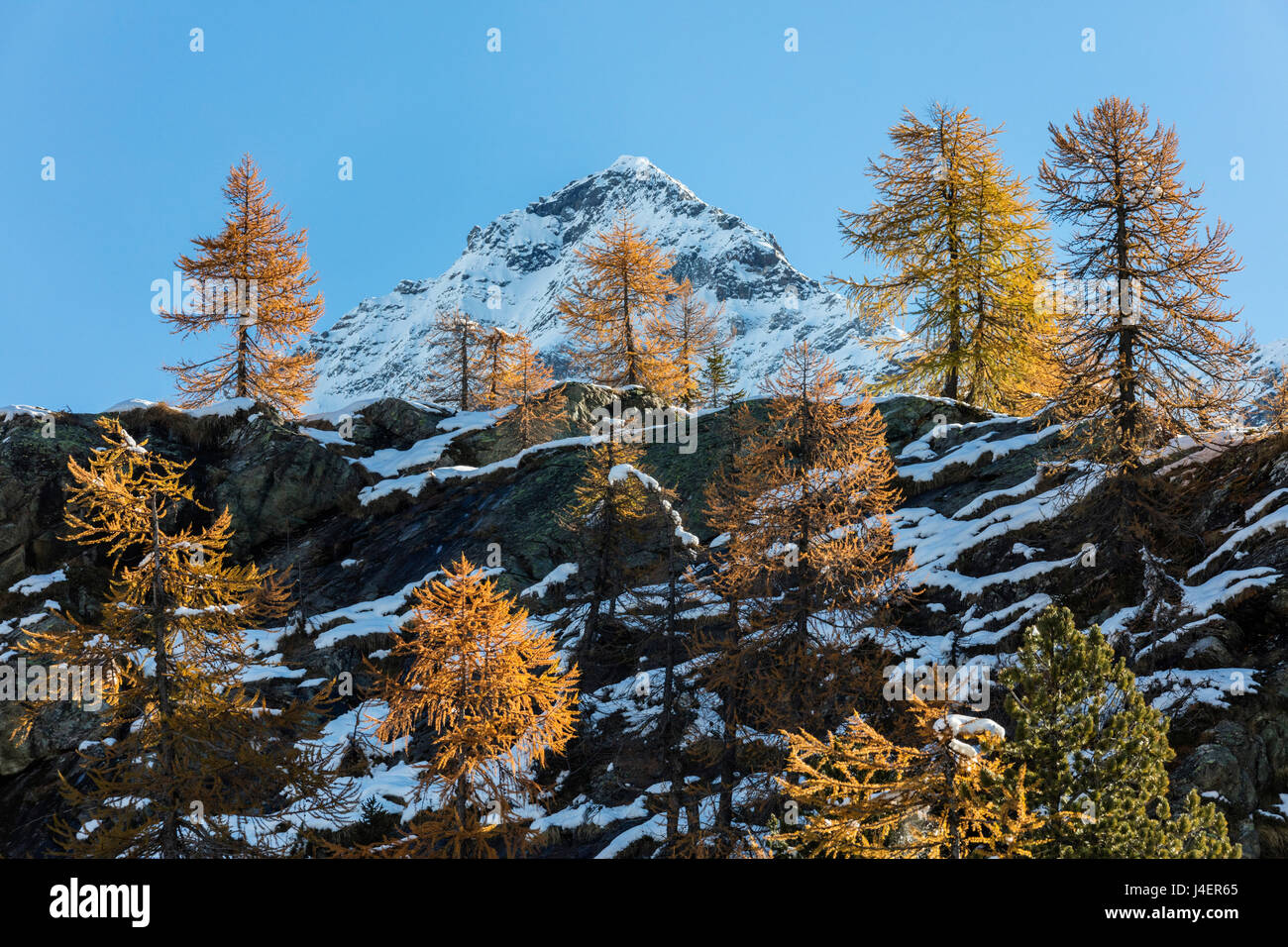 Red larches frame the snowy peaks, Malenco Valley, Province of Sondrio, Valtellina, Lombardy, Italy, Europe Stock Photo