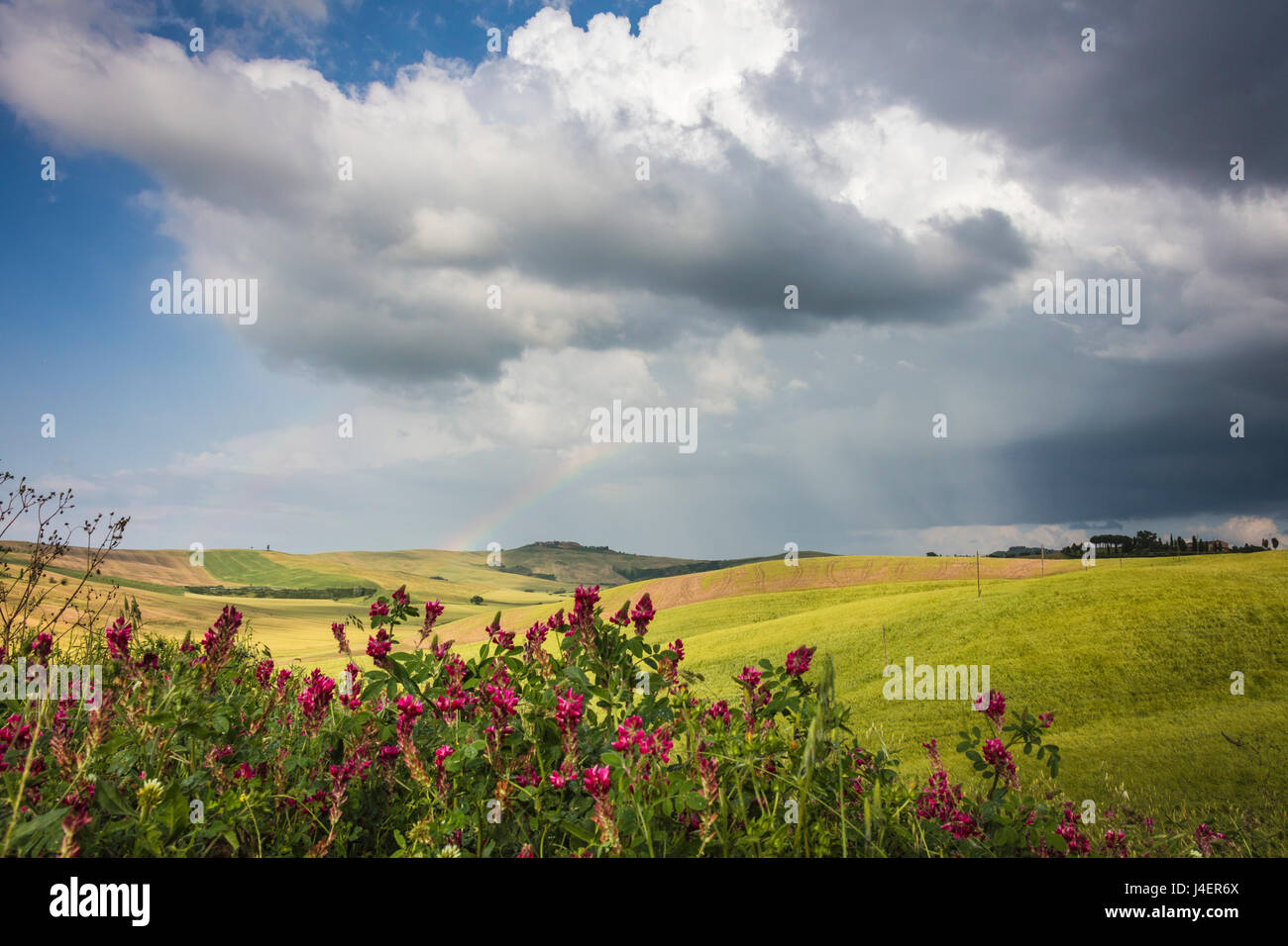 Red flowers and rainbow frame the green hills and farmland of Crete Senesi (Senese Clays), Province of Siena, Tuscany, Italy Stock Photo