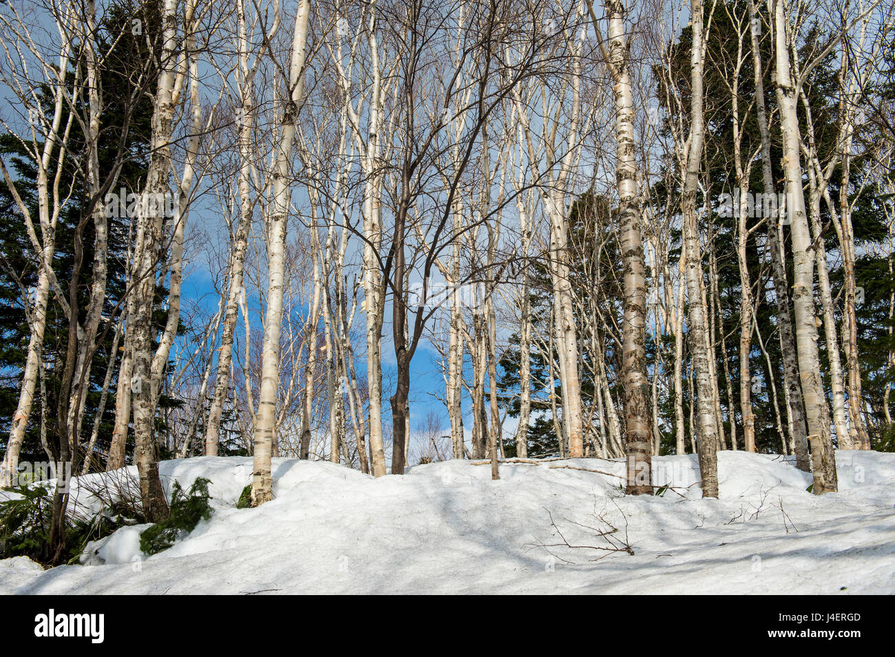 Birch tree forest in the Daisetsuzan National Park, UNESCO World Heritage Site, Hokkaido, Japan, Asia Stock Photo