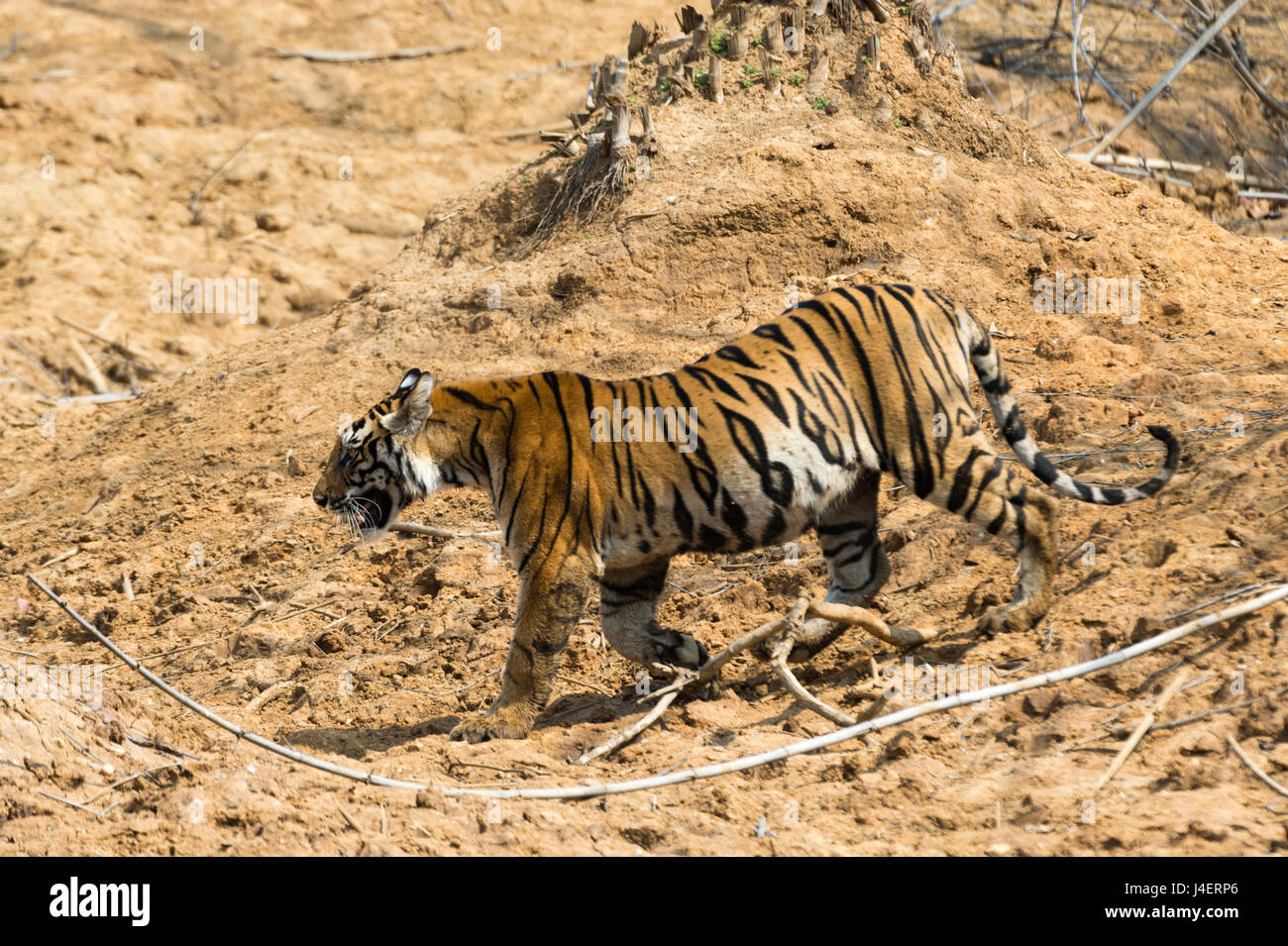 Bengal tiger (Panthera tigris tigris), Bandhavgarh National Park, Madhya Pradesh, India, Asia Stock Photo