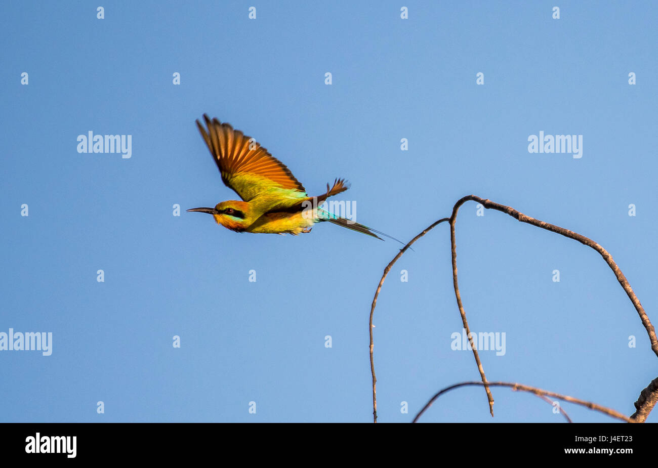 An action shot of Rainbow Bee-eater. Stock Photo