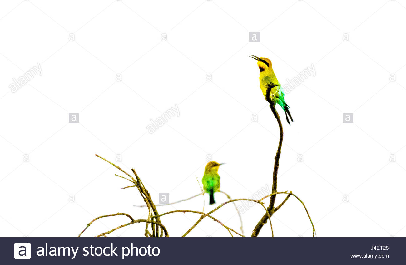 Singing Cut Out Stock Images Pictures Alamy