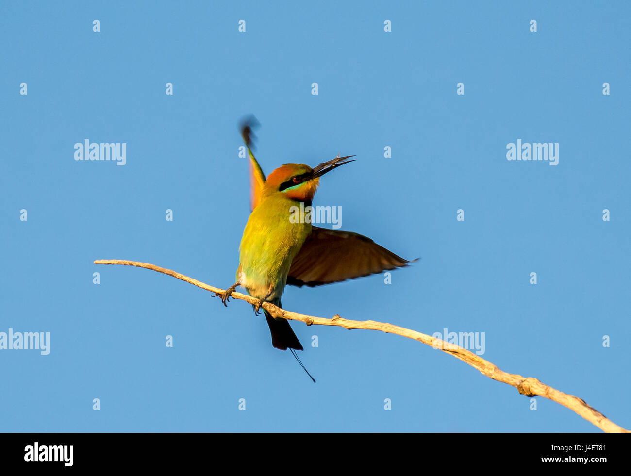 A Rainbow Bee-eater taking flight. Stock Photo