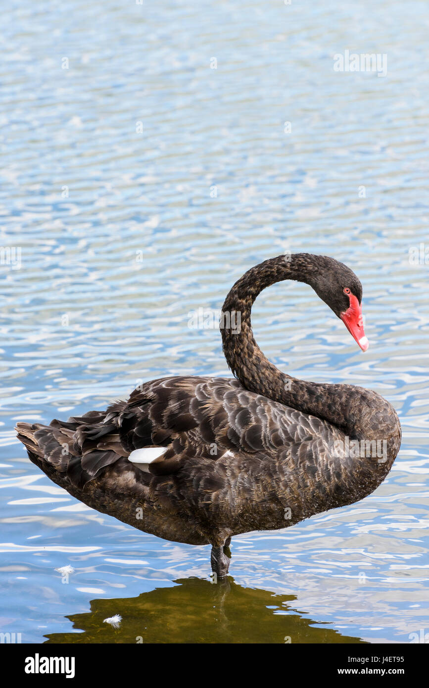 Black Swan, Lake Monger, Perth, Western Australia Stock Photo