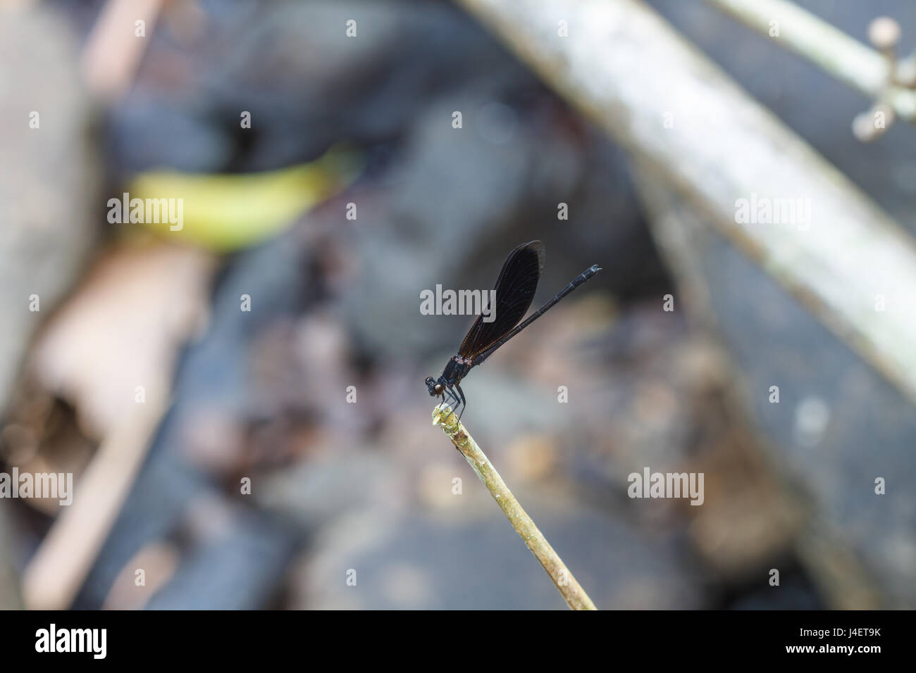 beautiful black dragonfly resting on a branch in forest Stock Photo - Alamy