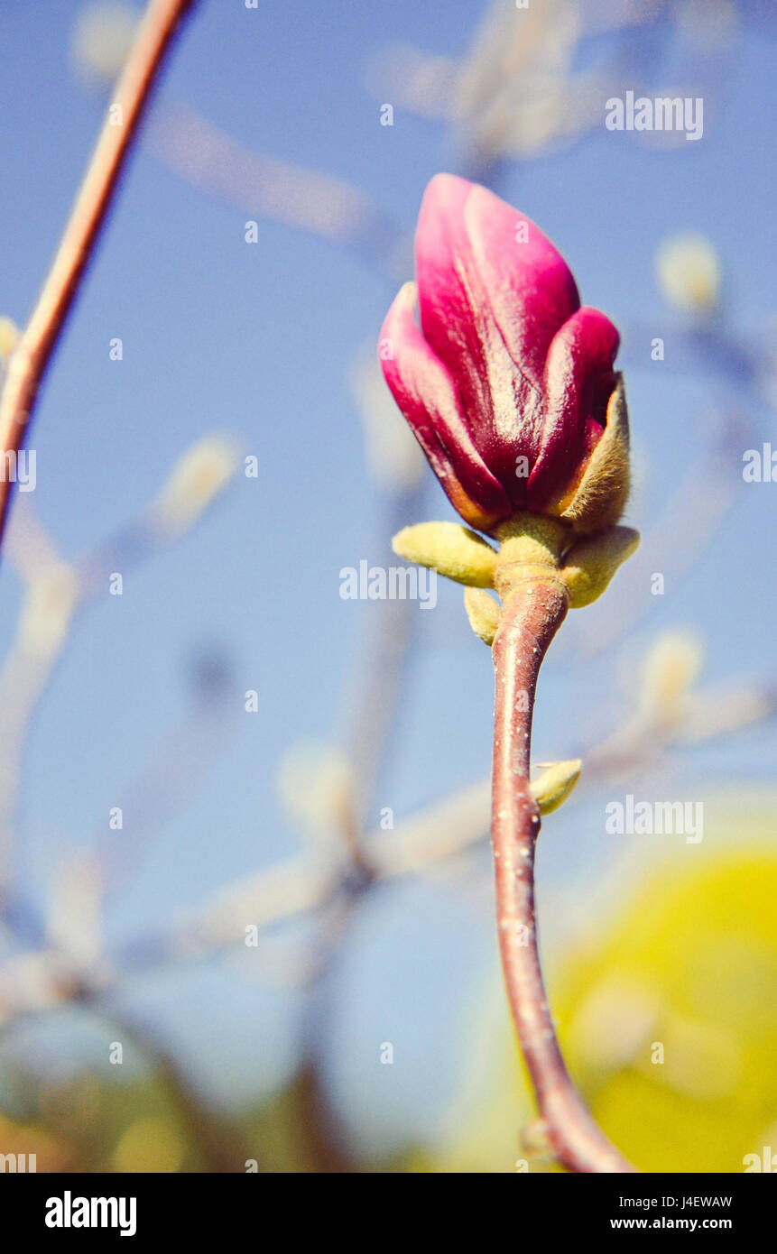 Blossom Magnolia flower in nature Stock Photo