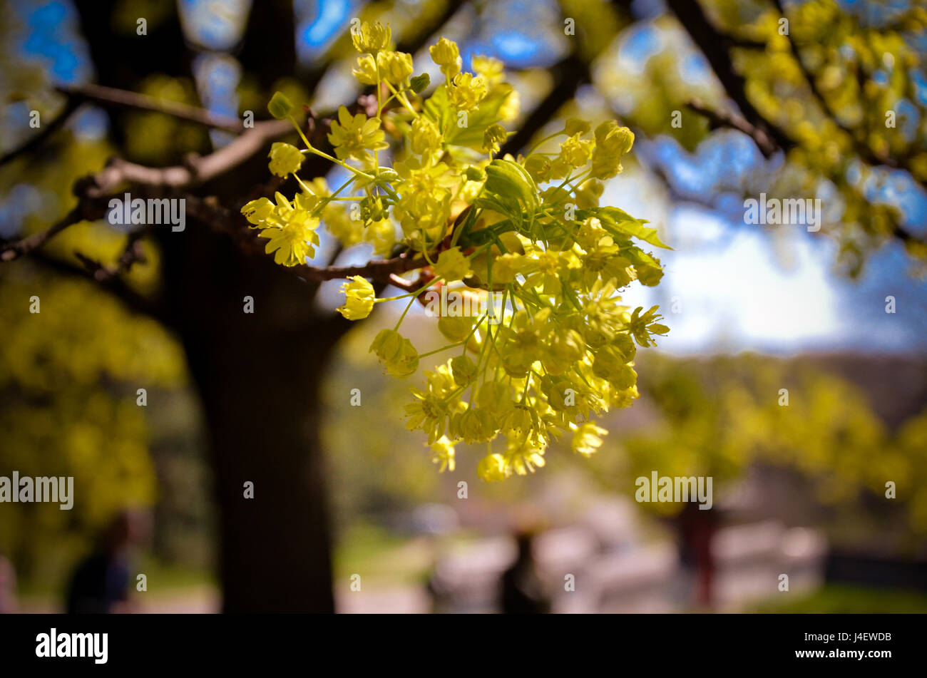 Tree branch with buds background spring stock photo alamy