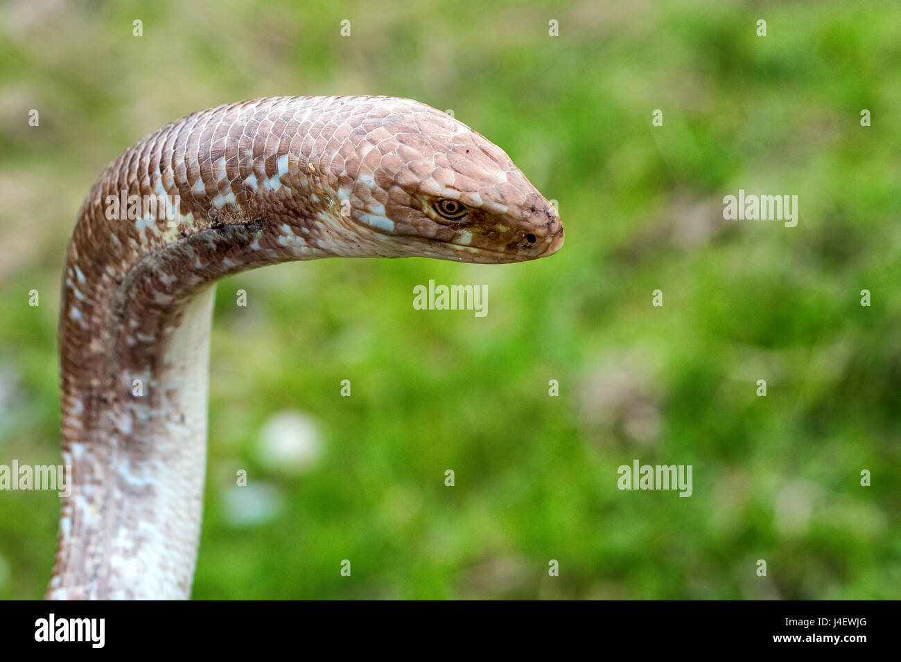 Pseudopus High Resolution Stock Photography And Images Alamy
