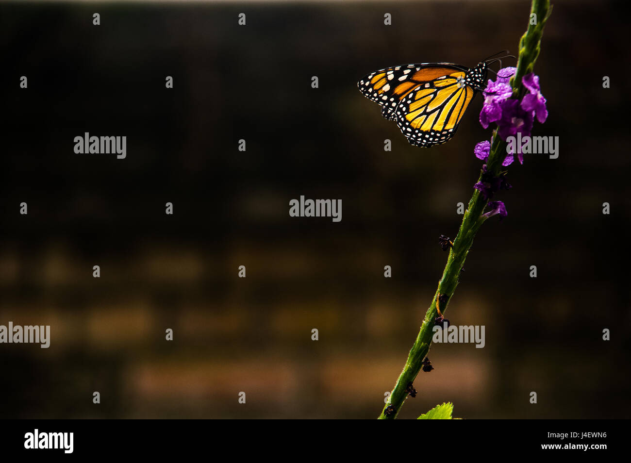 Close up of a butterfly / mariposa in San Jose, Costa Rica Stock Photo