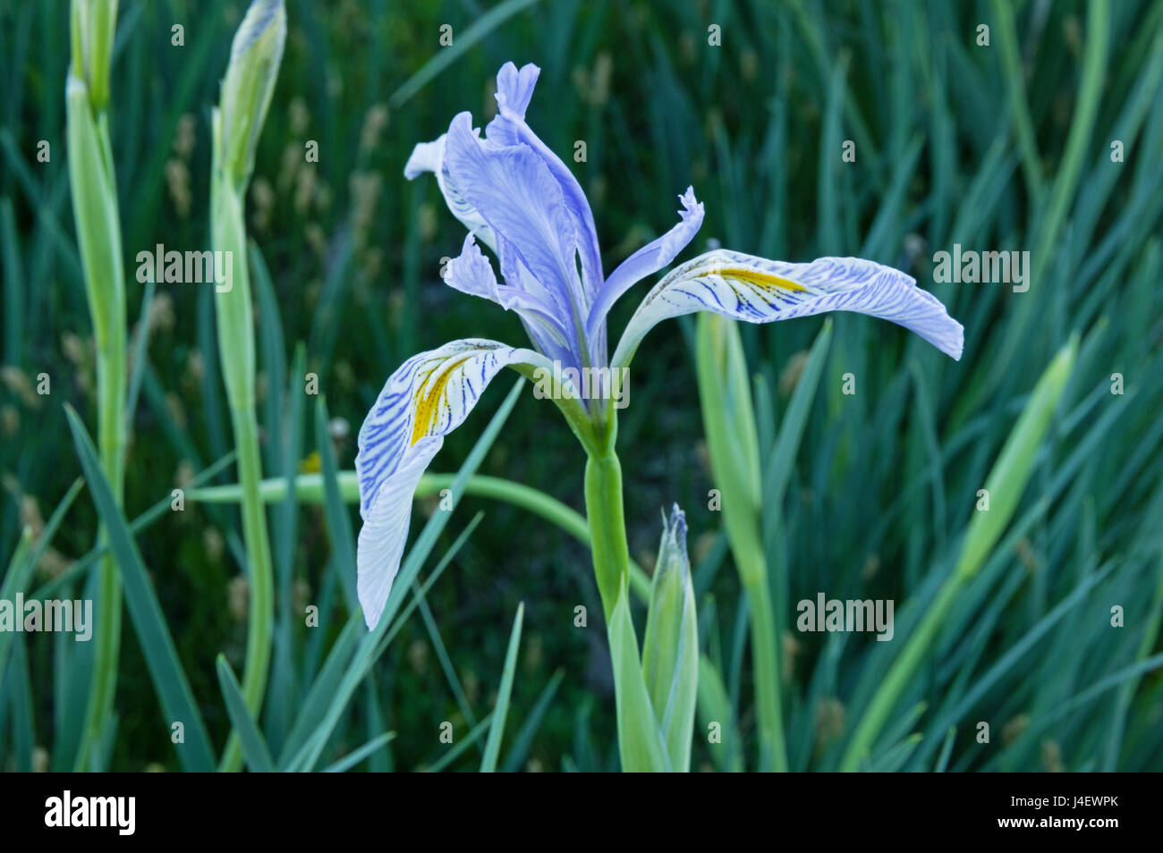 wild iris flower with out of focus leaves and stalks Stock Photo