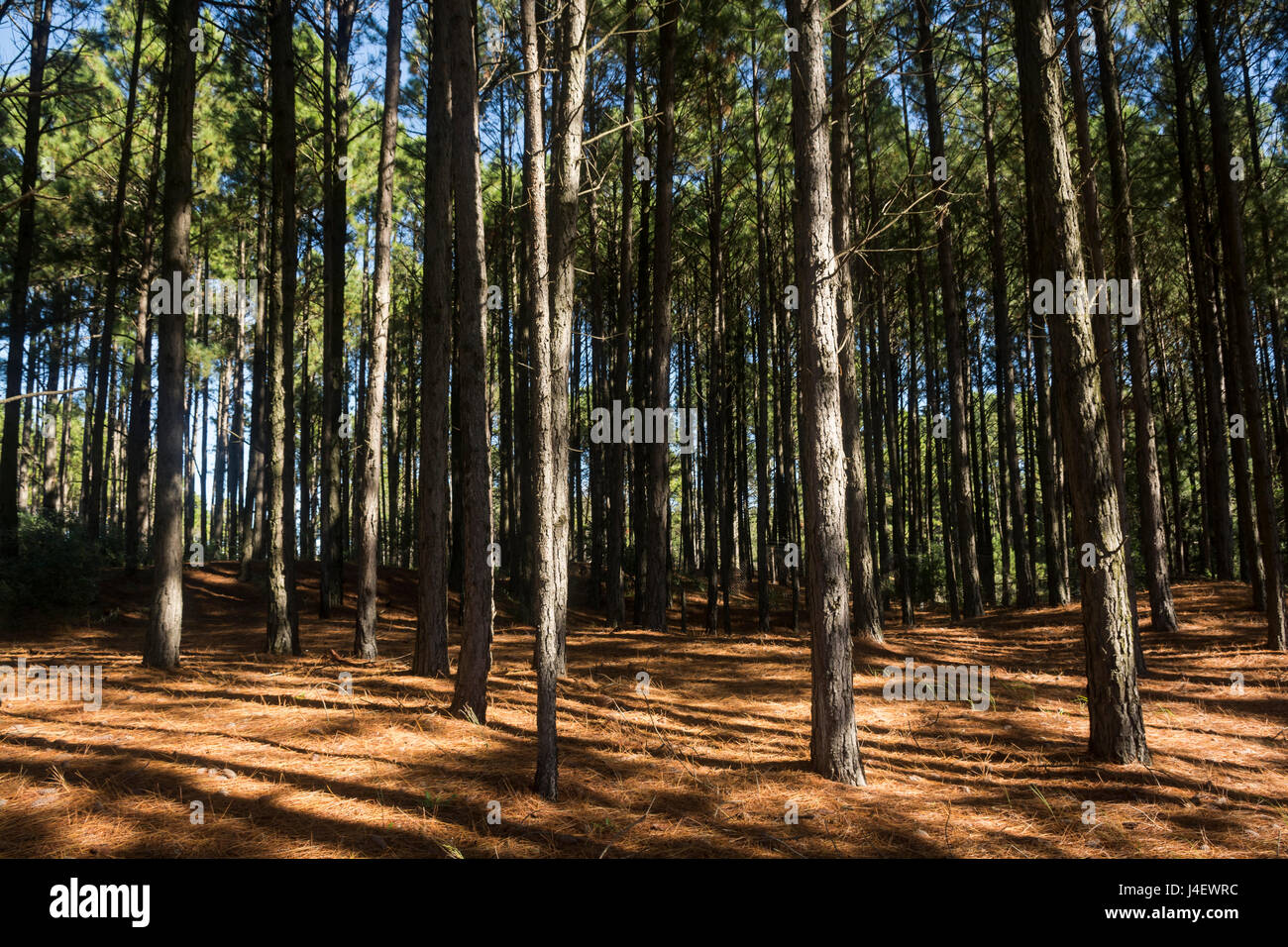 Pine trees in woodland, Buenos Aires, Argentina Stock Photo