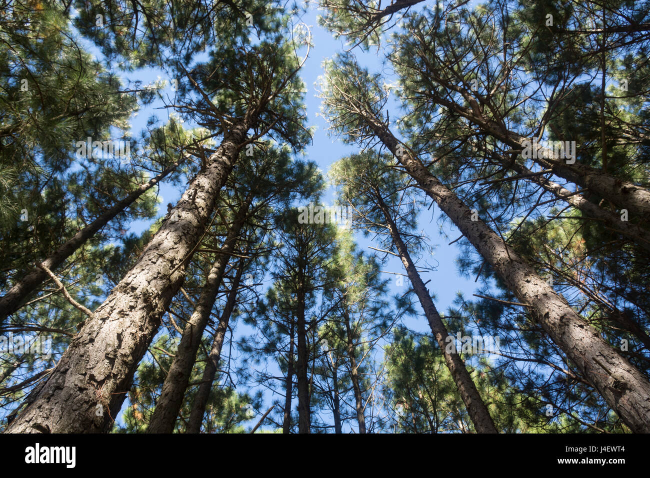 Looking up at pine trees Stock Photo