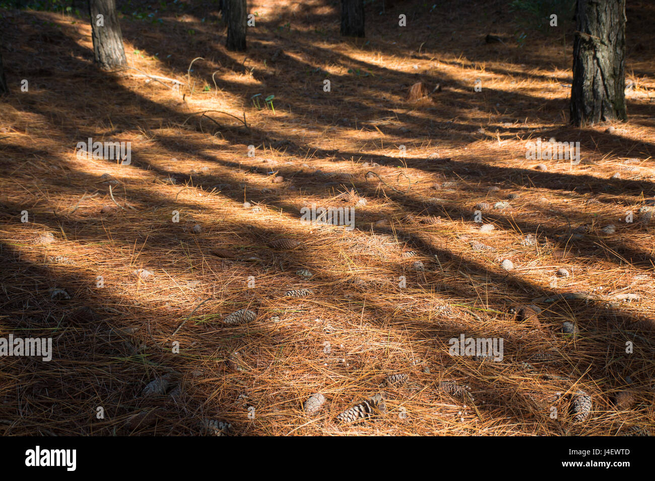 Pine cones and pine needles on the ground in a forest Stock Photo