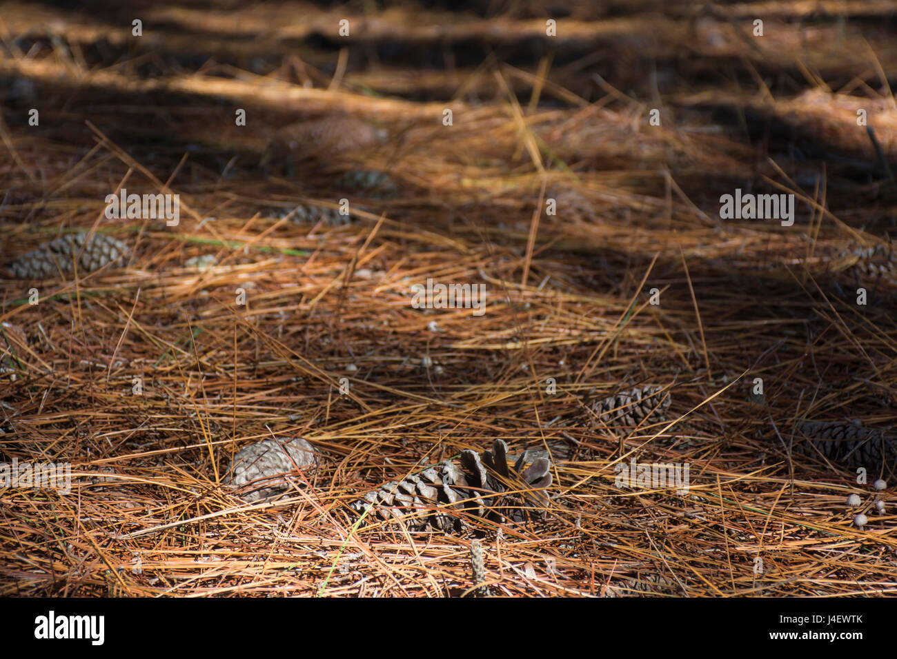 Pine cones and pine needles on the ground in a forest Stock Photo