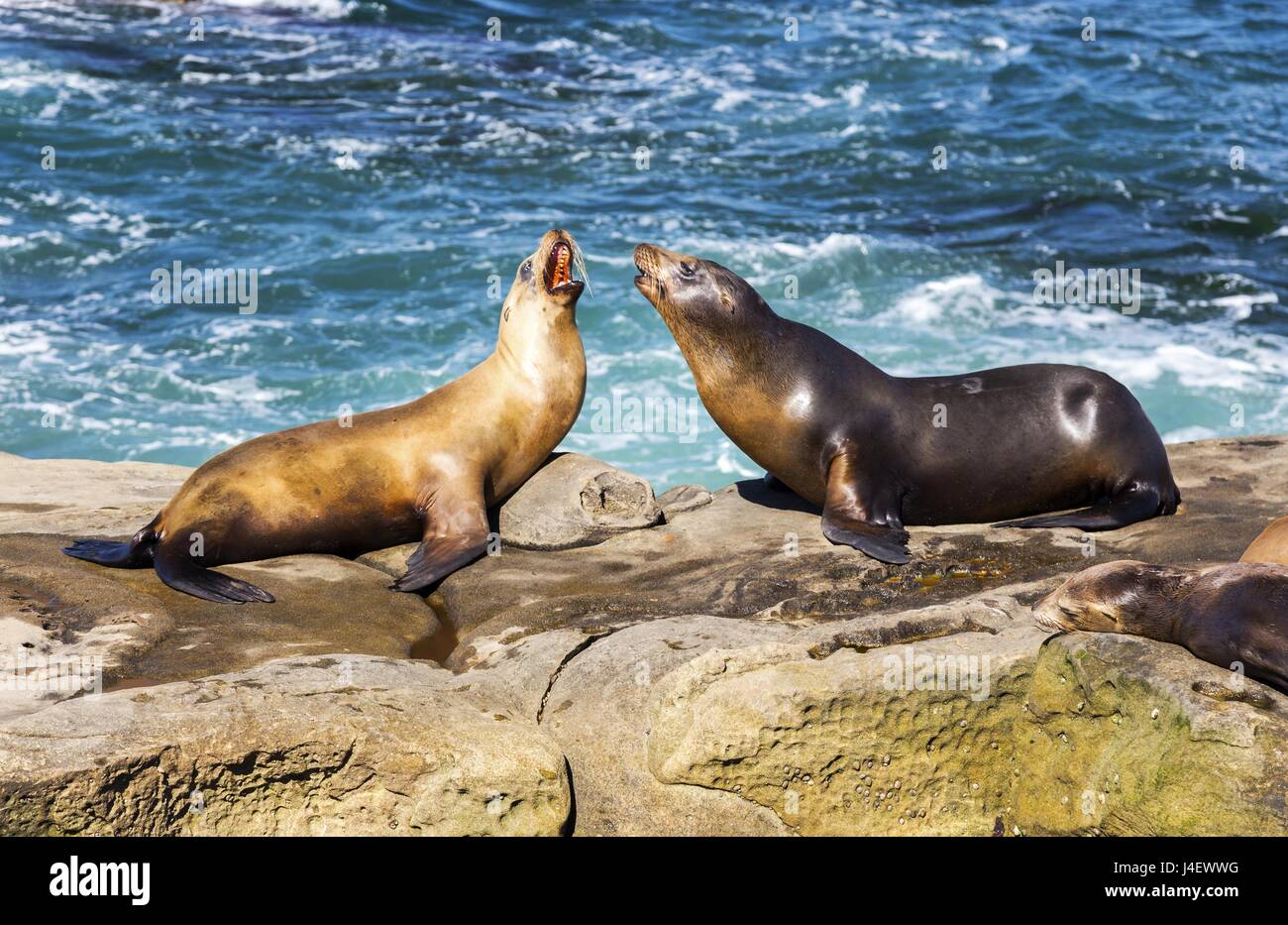 Male and Female Seals (Phoca Vitulina or Harbour Seal) Marine Mammals Mating Play on Rock near La Jolla Cove north of San Diego, California Stock Photo
