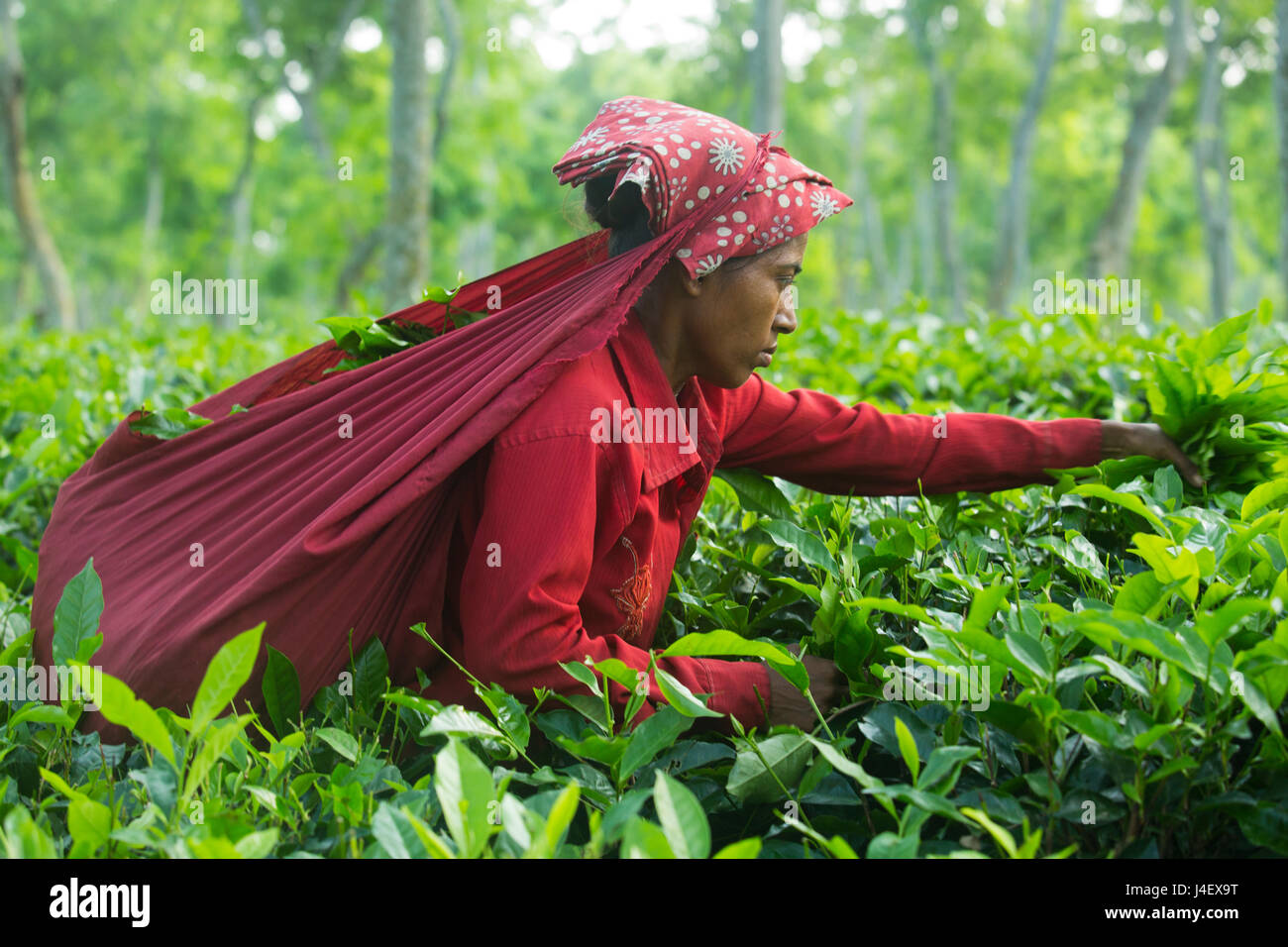 Female tea leaf plucker works at tea garden in Srimangal. Moulvibazar, Bangladesh. Stock Photo