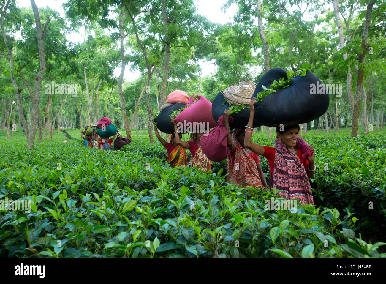 Female workers carry basket of tea leaves for weighing at tea garden at Srimangal. Moulvibazar, Bangladesh. Stock Photo