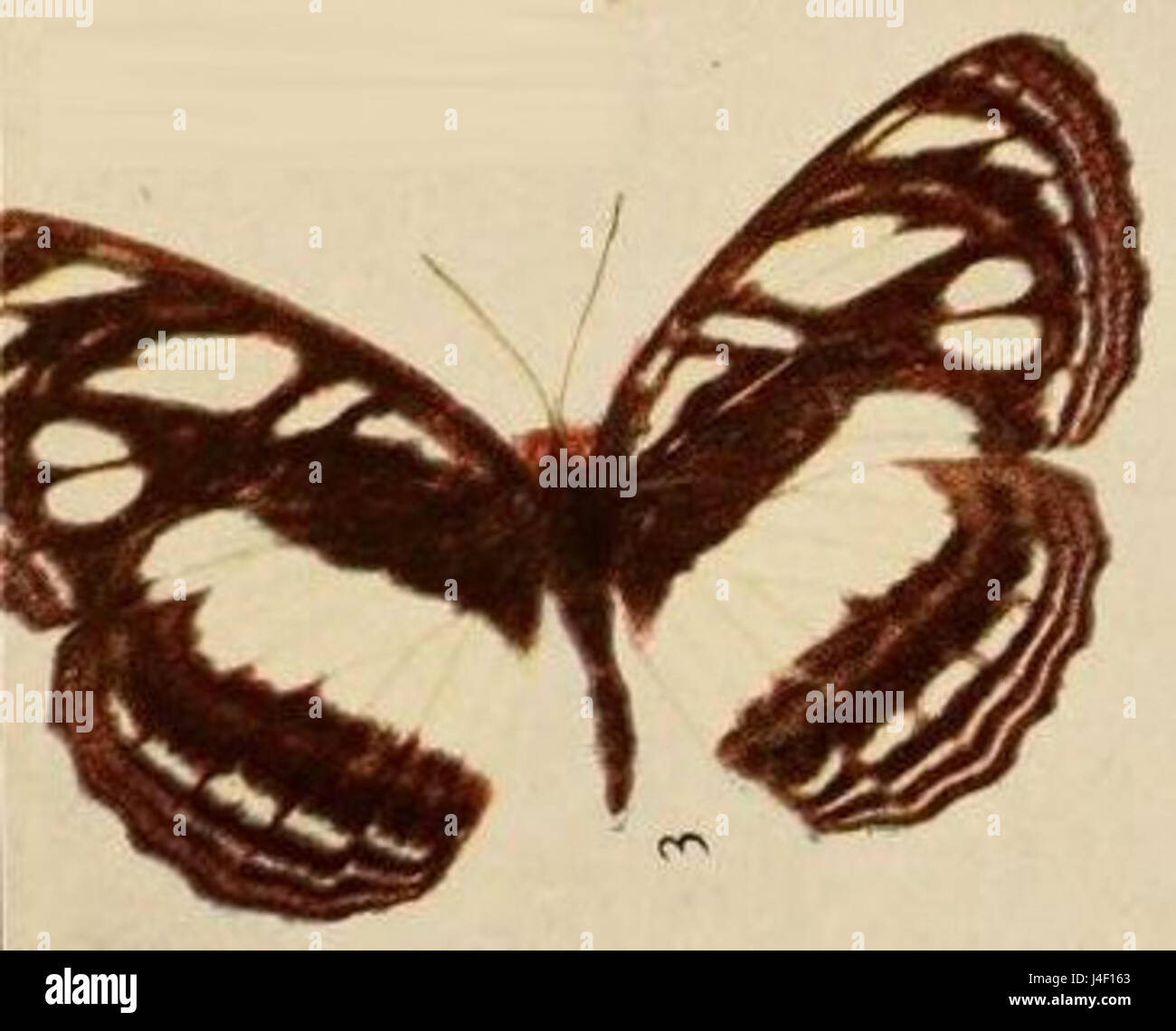 Neptis biafra, as illustrated in Ward's 1871 publication, is a butterfly species native to Africa. The illustration provides a detailed representation of its patterns and biological features. Stock Photo