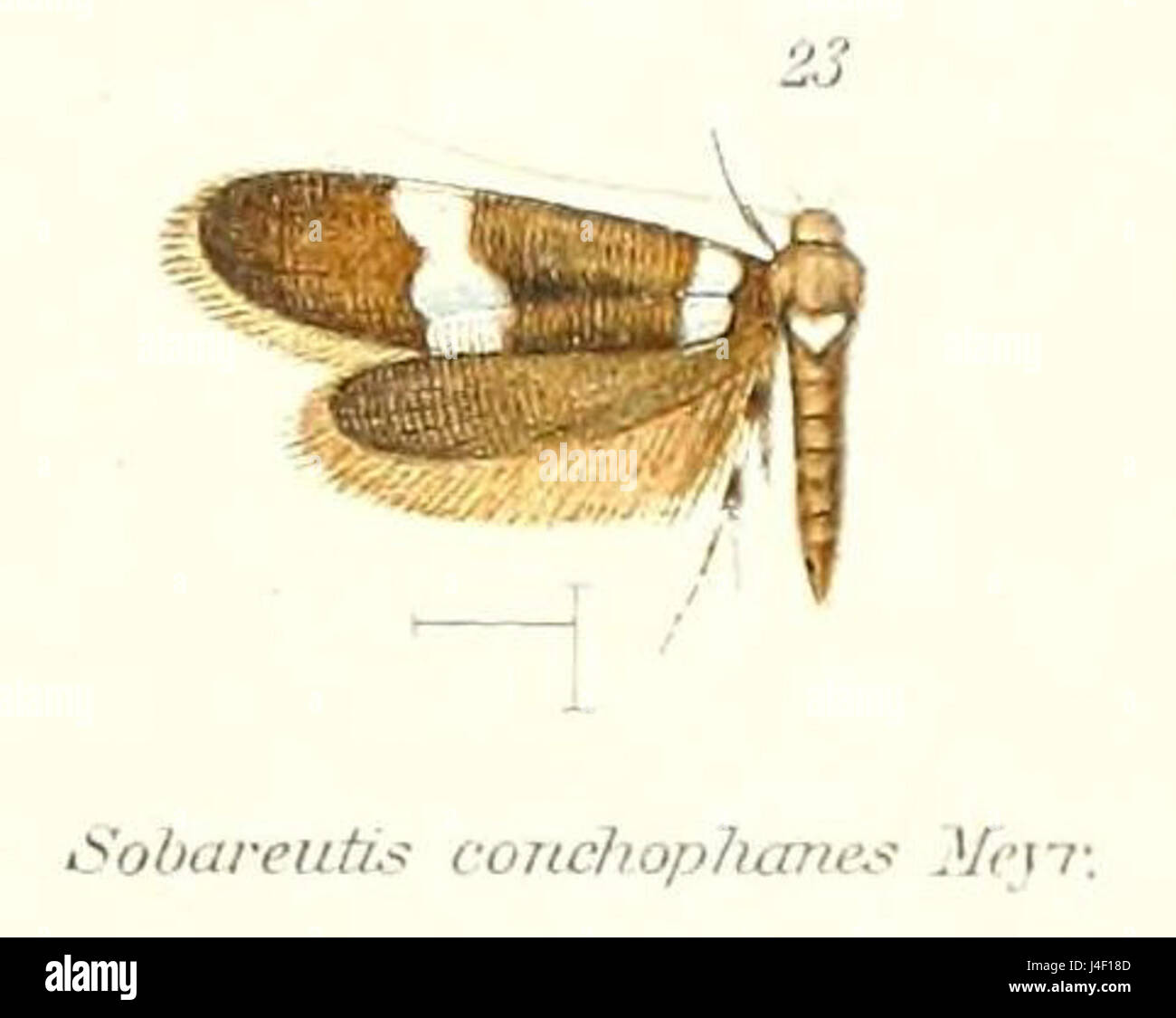 Pl.2 23 Sobareutis conchophanes Meyrick  1910 Stock Photo