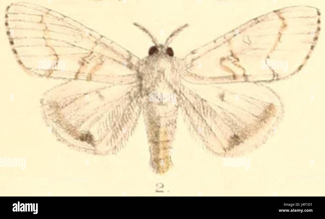 Pl.03 02 Dasychira albescens Moore  1879 Stock Photo