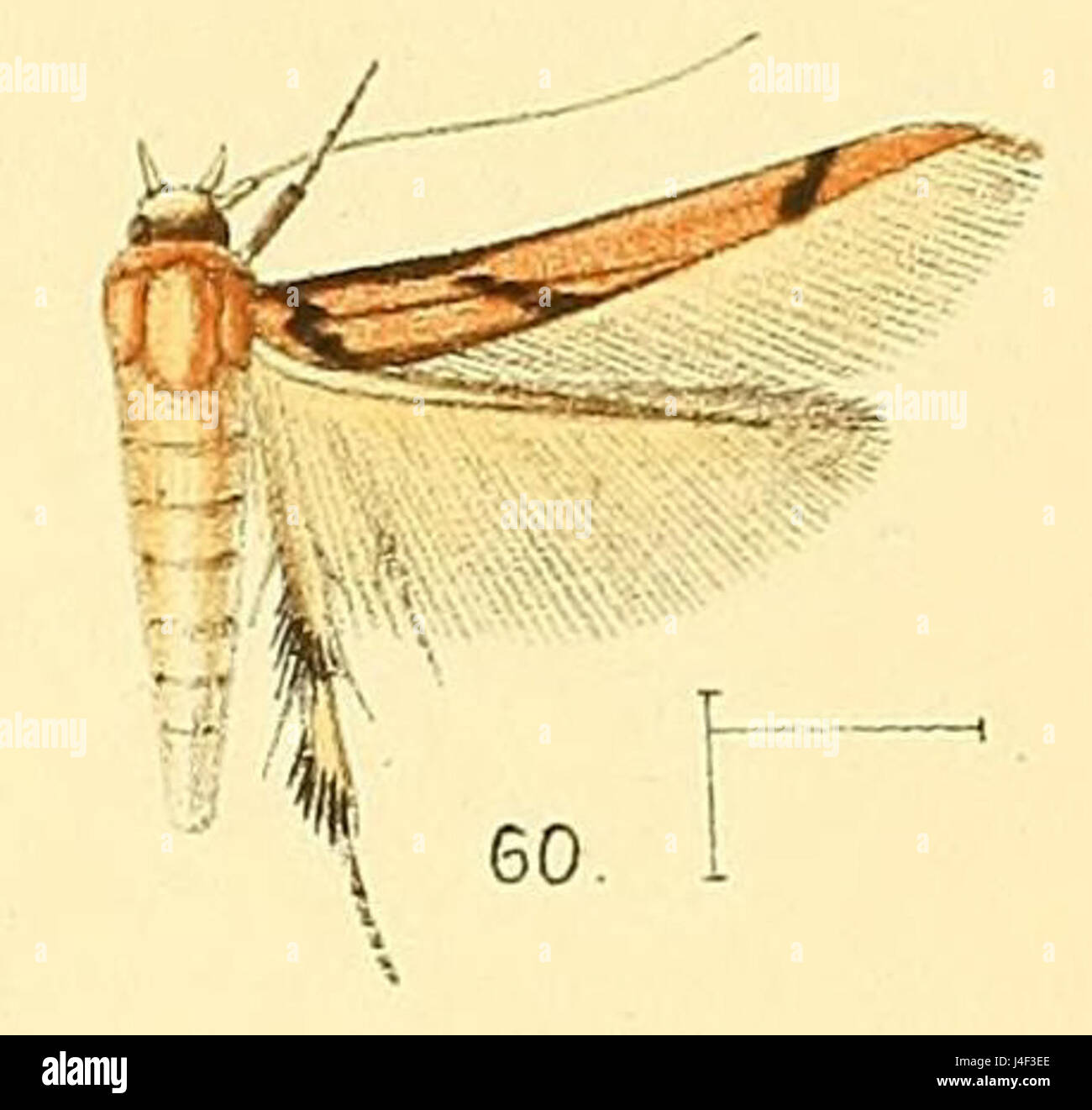 Pl.6 fig.60 Stathmopoda crassella Walsingham  1891 Stock Photo