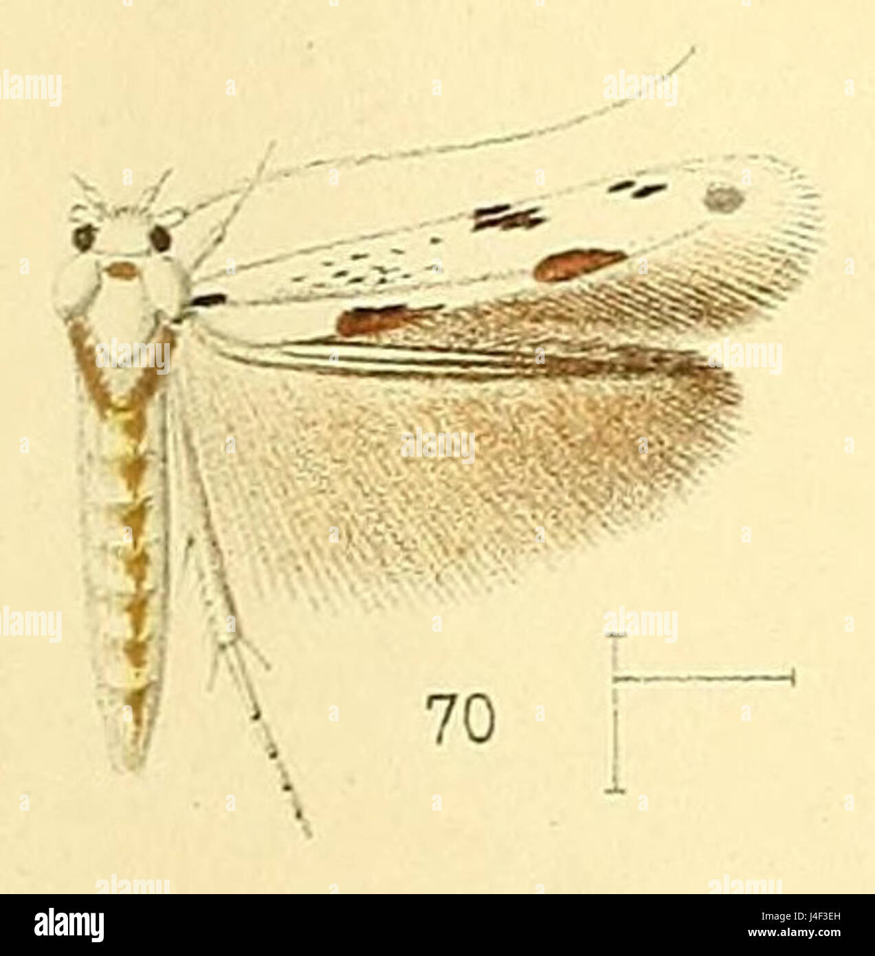 Pl.6 fig.70 Licmocera lyonetiella Walsingham  1891 Stock Photo