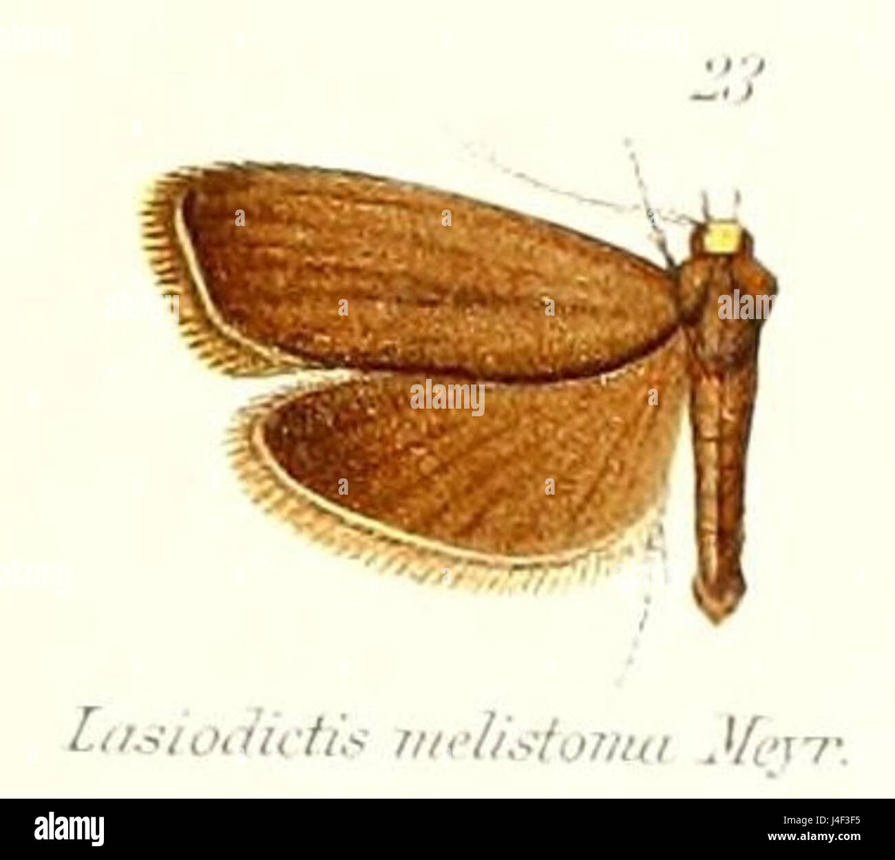 Pl.2 23 Lasiodictis melistoma Meyrick  1912 Stock Photo
