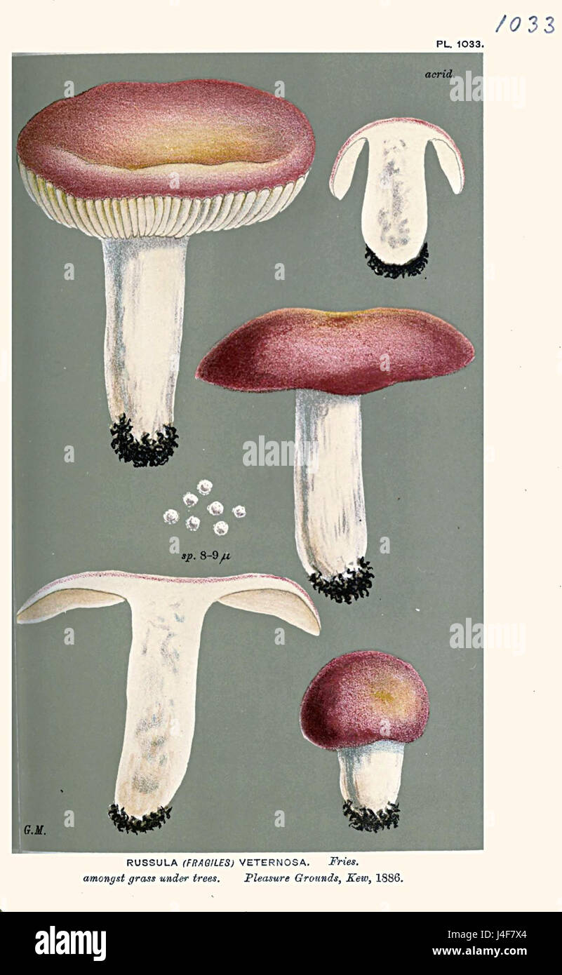 Russulaceae Russula veternosa, a type of edible mushroom in the Russulaceae family ...
