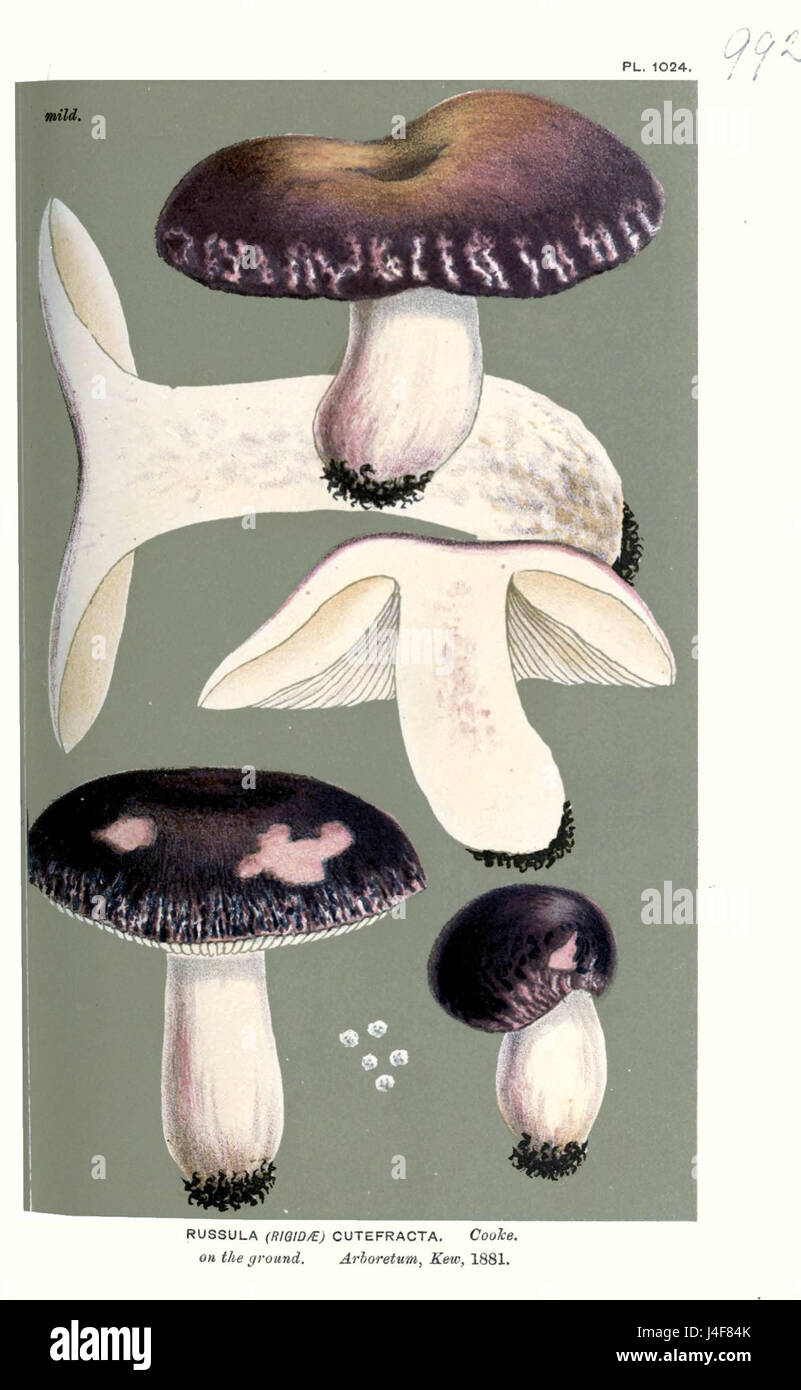 Russulaceae Russula cutefracta is a species of mushroom from the Russulaceae family ...