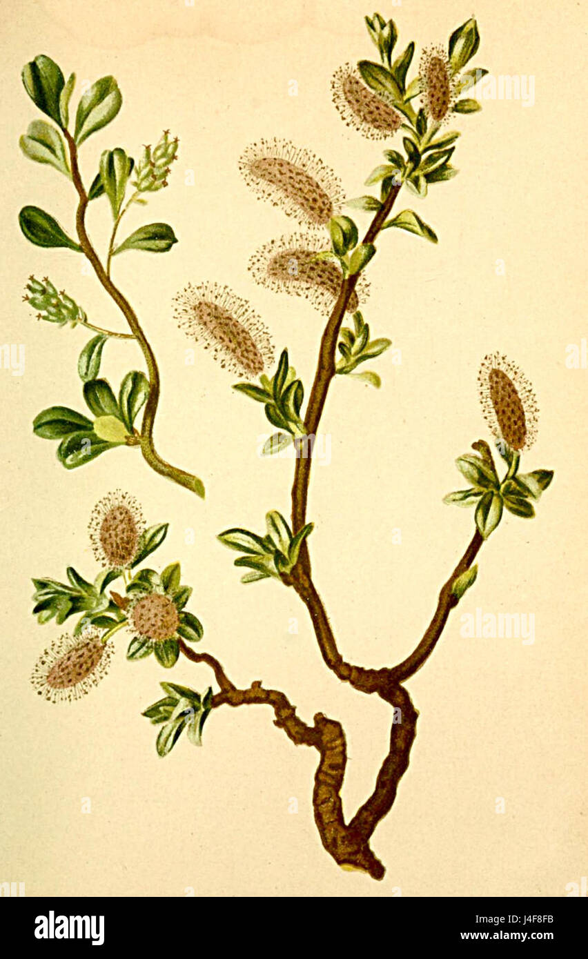 Salix retusa Atlas Alpenflora Stock Photo