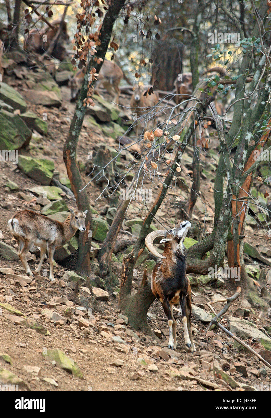 The Cypriot mouflon (known as 'agrino'), the wild sheep of Cyprus and a national symbol of the island at 'Stavros tis Psokas' forest station Stock Photo