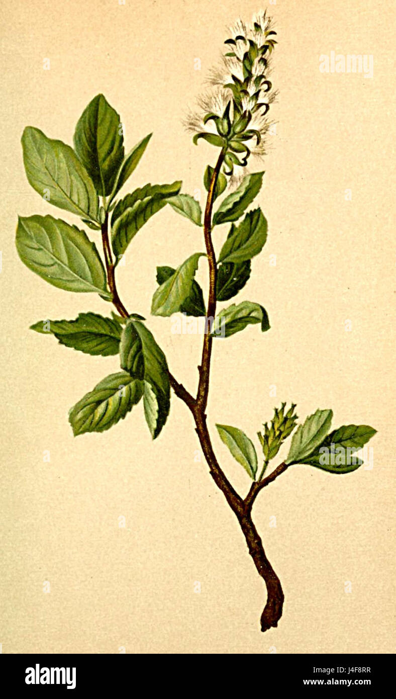 Salix myrsinites Atlas Alpenflora Stock Photo