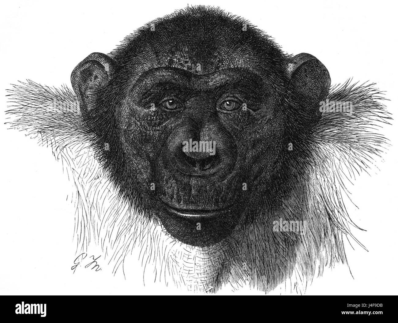 Schimpanse drawing Stock Photo