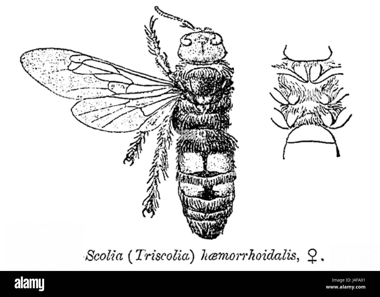 Scolia ctb refers to a species of parasitic wasp in the genus Scolia ...
