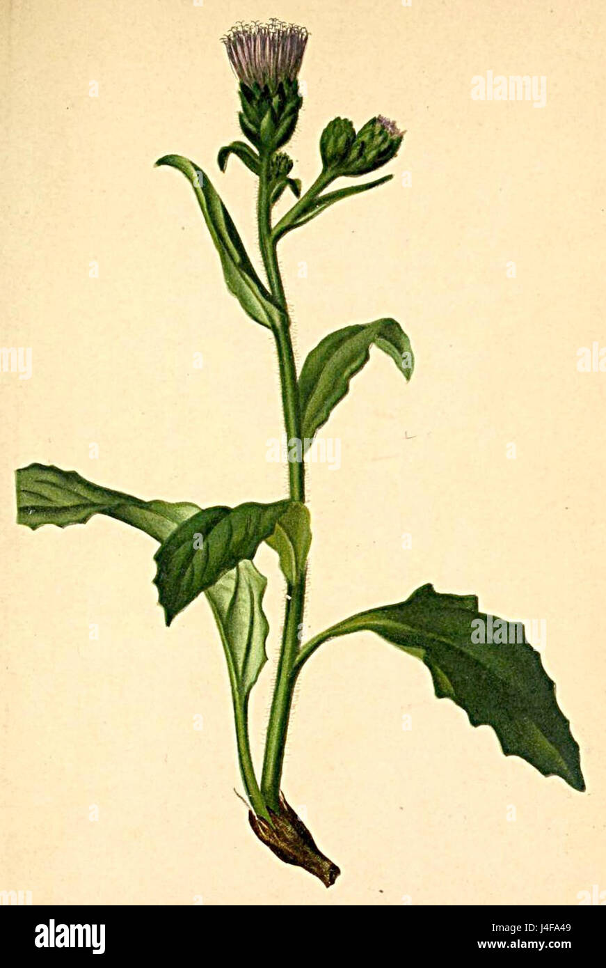Saussurea macrophylla Atlas Alpenflora Stock Photo