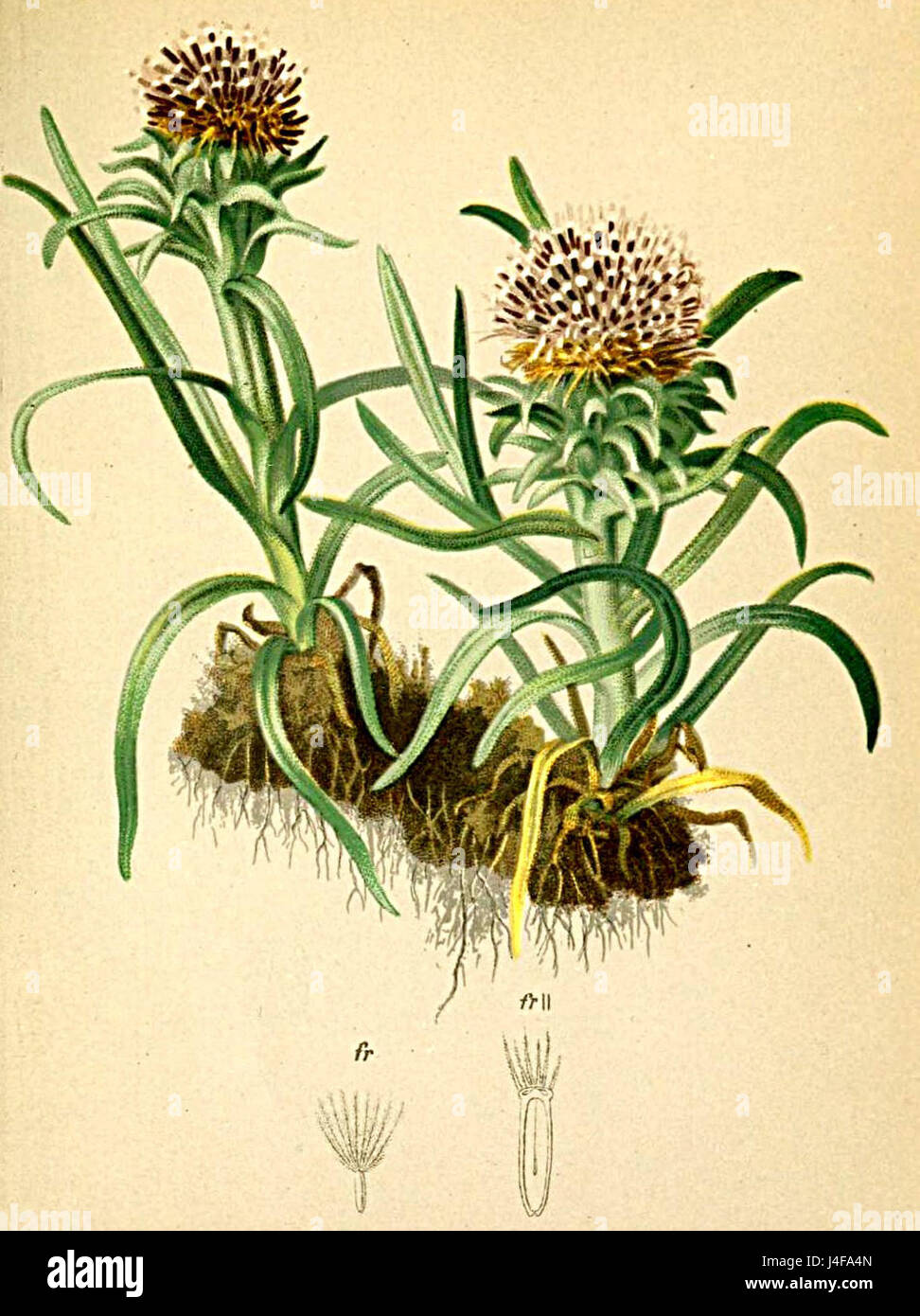 Saussurea pygmaea Atlas Alpenflora Stock Photo