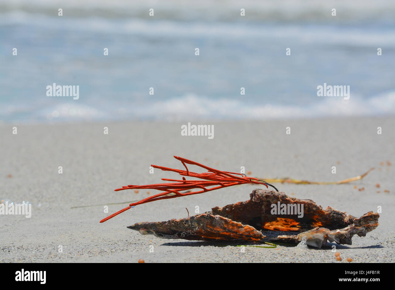Gorgonian Orange Coral Sea Whip attached to a Pen Shell washed up on Indian Rocks Beach, Gulf of Mexico, Florida. Stock Photo