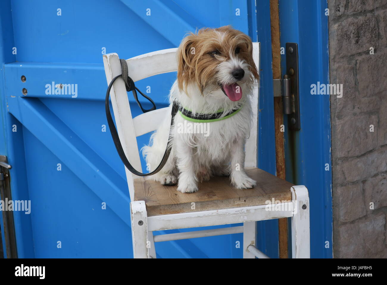 Cute small dog is smiling, sitting on a tall chair Stock Photo - Alamy