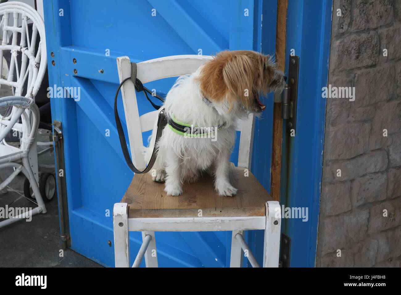 Cute small dog is smiling, sitting on a tall chair Stock Photo - Alamy
